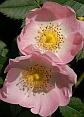 Floral de Bach, Rosa Canina.